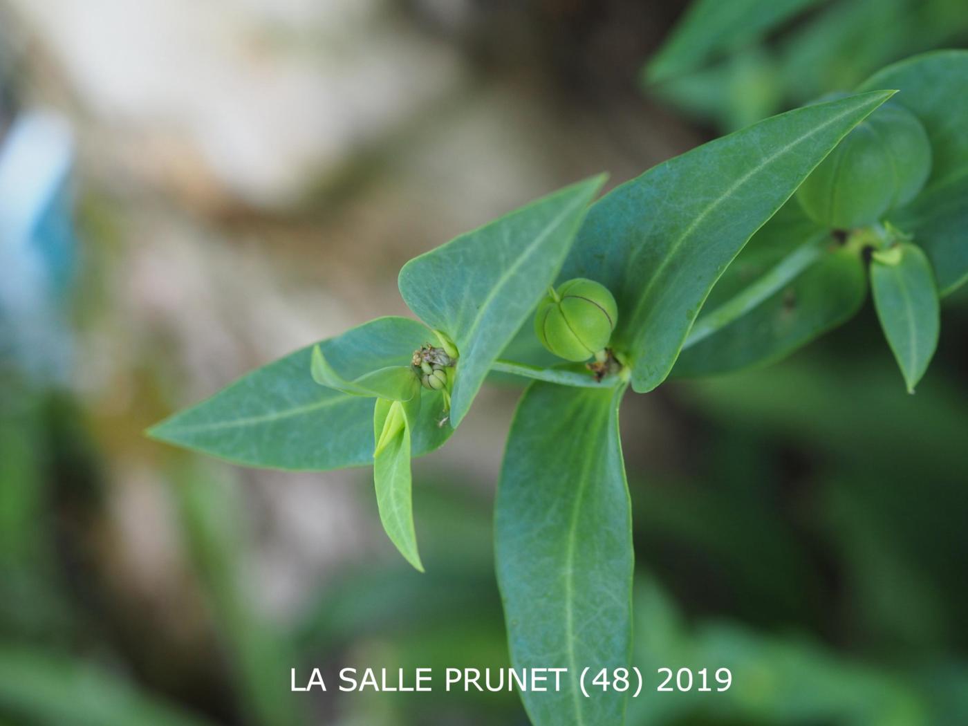 Spurge, Caper flower